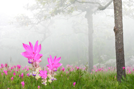 Curcuma alismatifolia flowersの写真素材