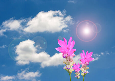 Curcuma alismatifolia flowers on sky backgroundの写真素材