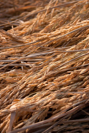 Rice spike in rice fieldの写真素材
