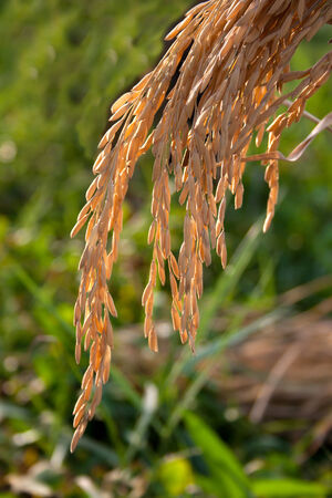 Rice spike in rice fieldの写真素材