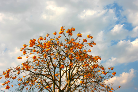 Yellow silk cotton flowers on blue skyの写真素材