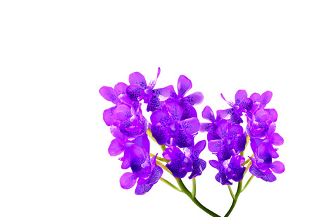 Beautiful yellow orchid flowers closeup