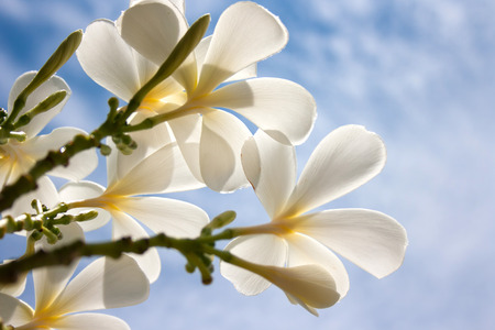 White Plumeria flowers with blue skyの写真素材