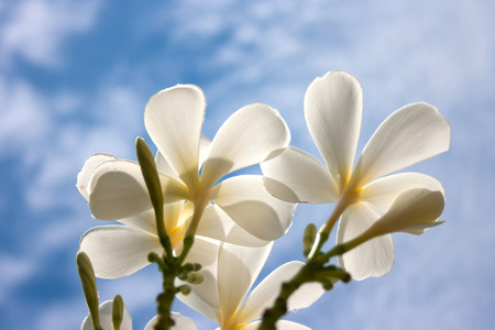 White Plumeria flowers with blue skyの写真素材