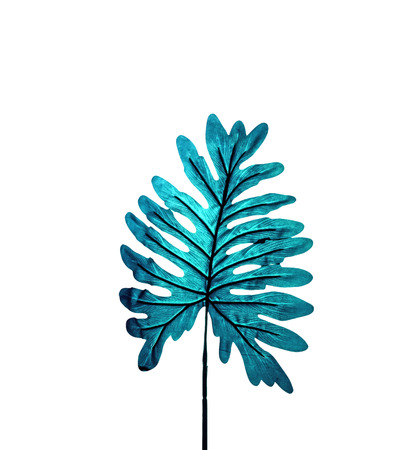 Single Monstera leaf isolated on whiteの写真素材