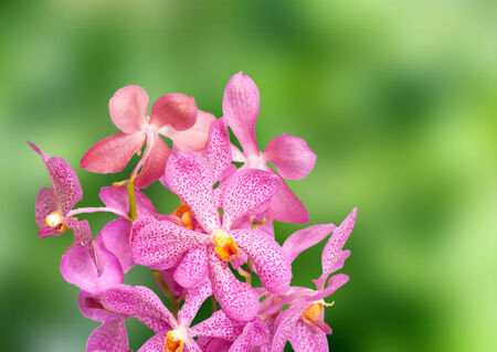Pink orchid on green backgroundの写真素材