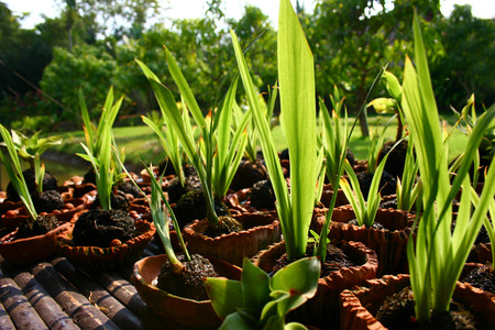 cultivation of young plantsの写真素材