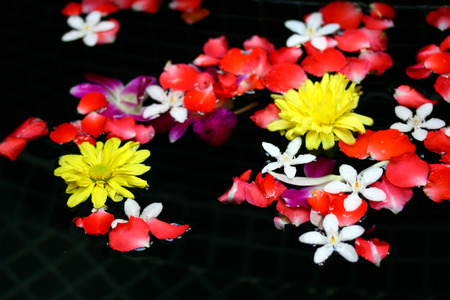 rose and jasmine petals on waterの写真素材
