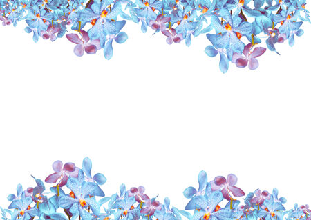 Orchid flowers border on white copy spaceの写真素材