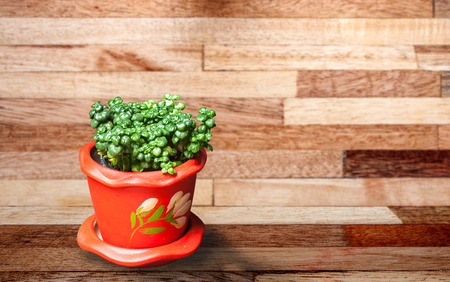 Trees in red pot on wooden backgroundの写真素材