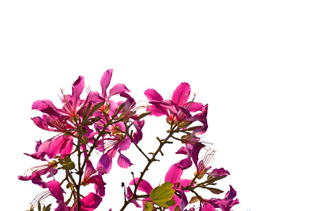Purple Bauhinia flower isolated on white background. Butterfly Tree, Orchid Tree.の写真素材