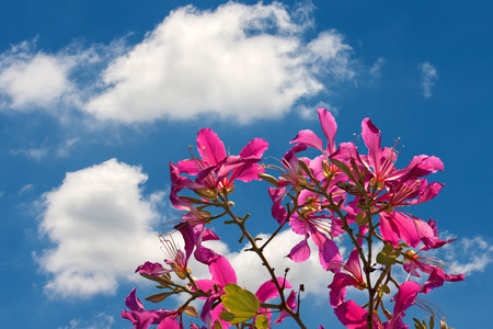 Purple Bauhinia flower isolated on white background. Butterfly Tree, Orchid Tree.の写真素材