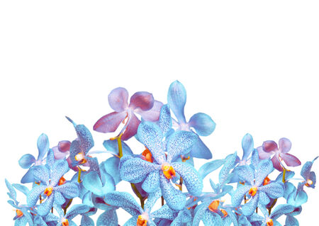 Pink orchid on white backgroundの写真素材