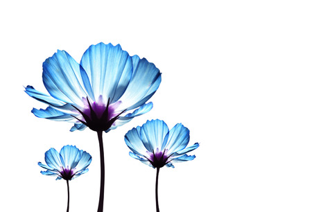 pink cosmos flower glowの写真素材
