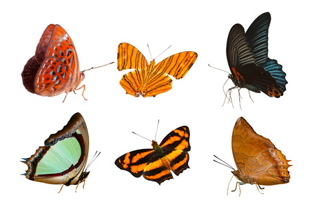 Isolated Butterfly collection on white background.の写真素材
