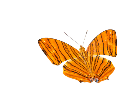 Isolated Butterfly on white background.の写真素材