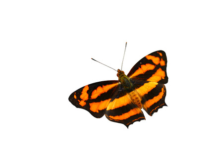 Isolated Butterfly on white background.の写真素材
