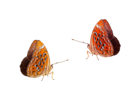 Isolated Butterfly on white background.の写真素材