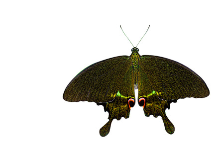 Isolated Butterfly on white background.の写真素材