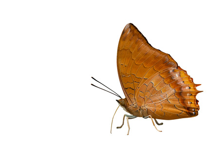 Isolated Butterfly on white background.の写真素材