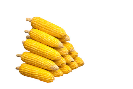 corn isolated on a white backgroundの写真素材