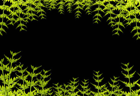 green leaf frame isolated on black backgroundの写真素材