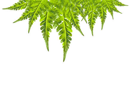 green leaf frame isolated on White backgroundの写真素材