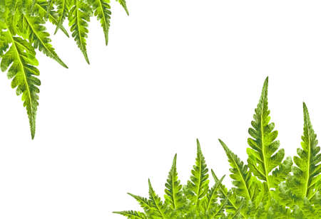 green leaf frame isolated on White backgroundの写真素材