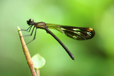 the black dragonfly sits on a grass on a meadowの写真素材