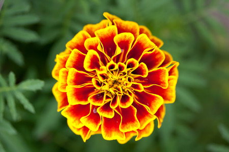 marigold flower on green backgroundの写真素材