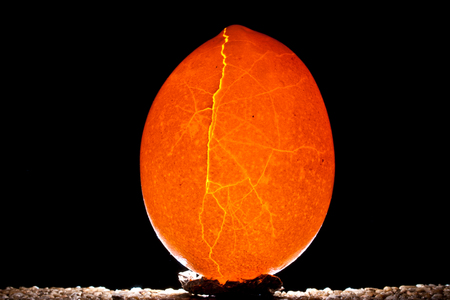 Cracked egg and light on a black backgroundの写真素材