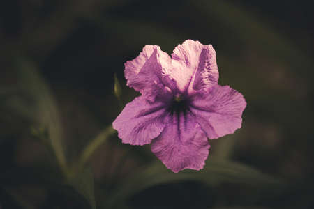 flowers with vintage color filtersの写真素材