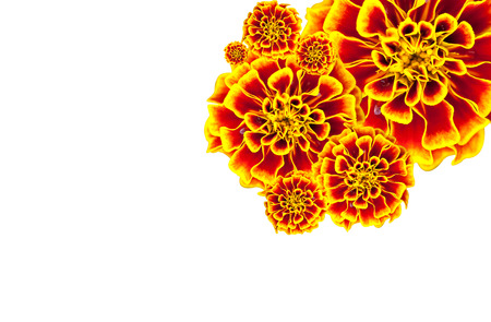 marigold flower isolated on white backgroundの写真素材