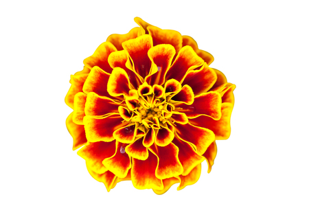 marigold flower isolated on white backgroundの写真素材