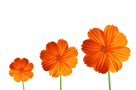 Orange cosmos flower isolated on white backgroundの写真素材