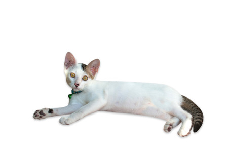 White cat on white backgroundの写真素材