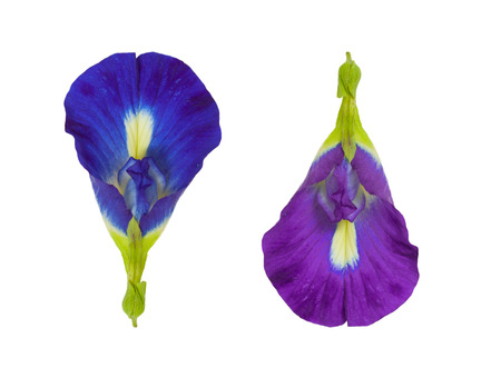 Blue Butterfly Pea Flower isolated on white backgroundの写真素材