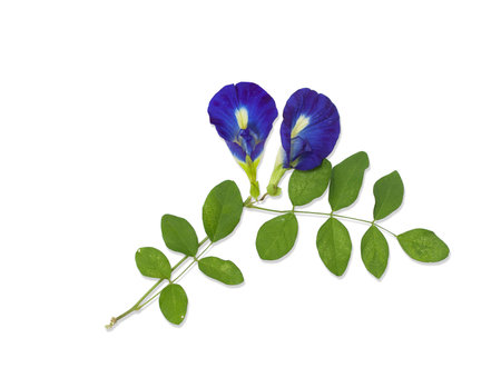 Blue Butterfly Pea Flower isolated on white backgroundの写真素材