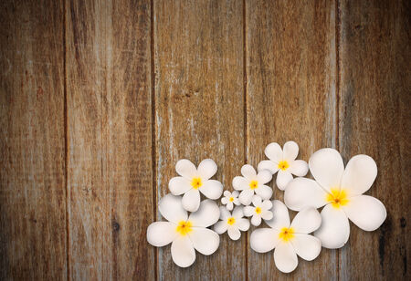 White plumeria flower on wood backgroundの写真素材
