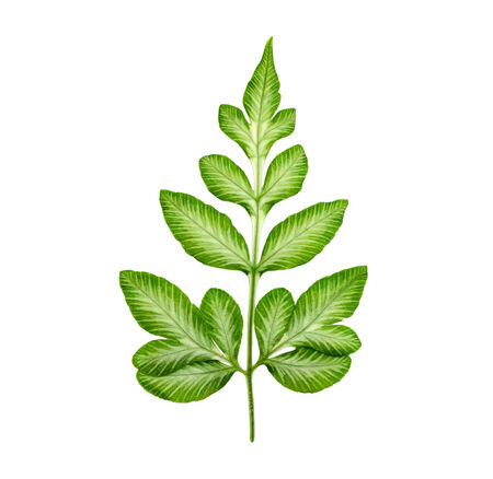 green leaf isolated on a white backgroundの写真素材