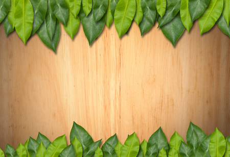 green leaf frame isolated on White backgroundの写真素材