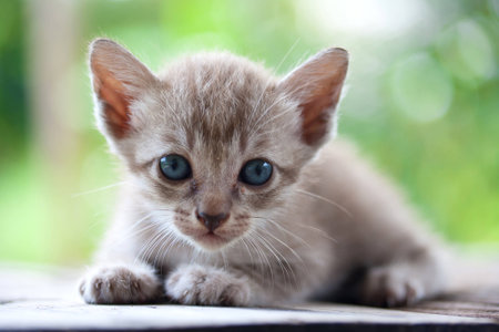 Pretty cat kitten on nature backgroundの写真素材