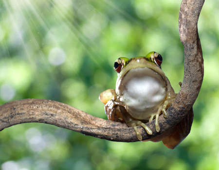 red eye tree frog on nature backgroundの写真素材