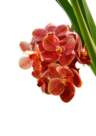 Red orchid on white backgroundの写真素材