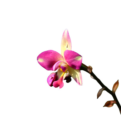 Pink orchid on white backgroundの写真素材