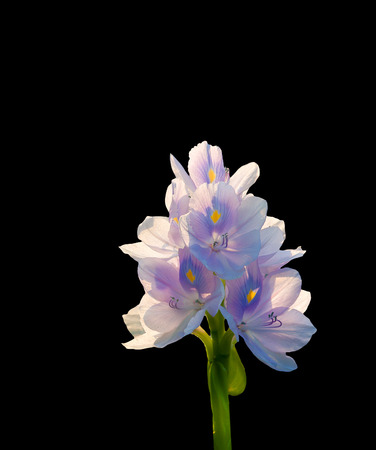 Water hyacinth flower isolated on black backgroundの写真素材