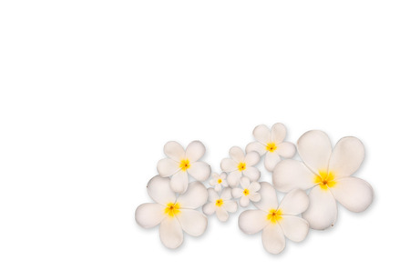 White plumeria flower on white backgroundの写真素材