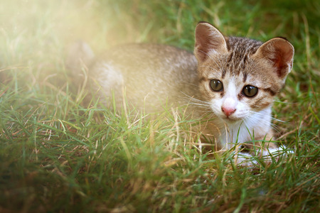 Pretty cat in sunlight on the grassの写真素材