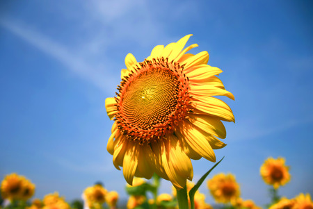 sunflower with cloudy and skyの写真素材