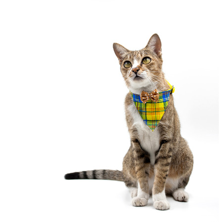 Cat looking up on white background.の写真素材